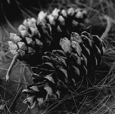 PINE CONES